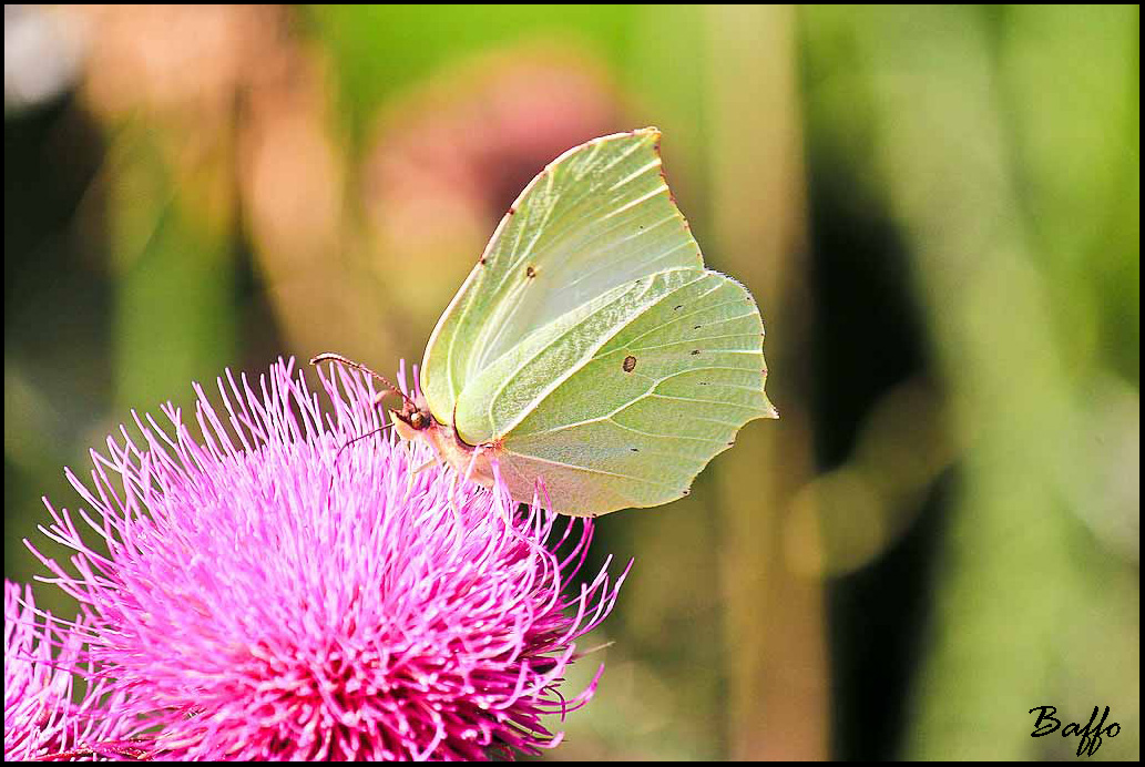 Gonepteryx rhamni?